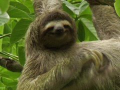 Sloth scratching himself