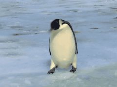 Penguin fail