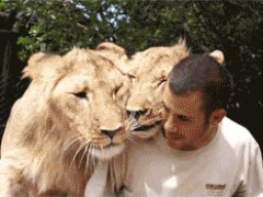 Lion friends