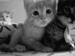 Kittens on camera