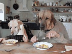 Two dogs dining