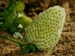 Strawberry time lapse