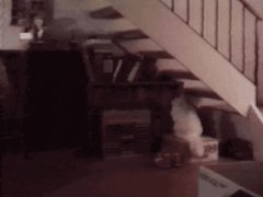 Gravity Cat Climbs Stairs Upside Down