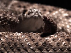A western diamondback rattlesnake