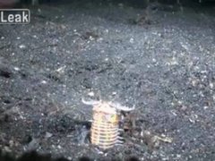Undersea trap