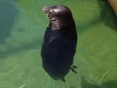 Seal in meditation