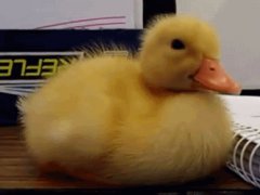 Baby duck fights with sleep
