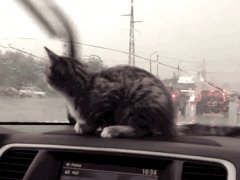 Kitten reaction to windshield wipers