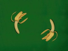 Banana wortex