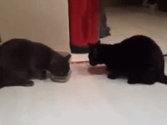 Two cats, one bowl
