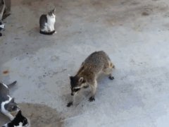 Raccoon stealing cat food