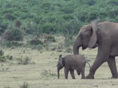 Elephant family meets againg