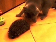 Using hedgehog as a brush