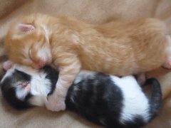 Cute kittens hugging