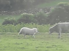 Sheep teaches young bull to head butt