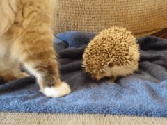 Cat sits on hedgehog