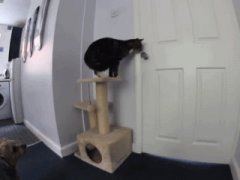 Cat opens door to escape kitchen