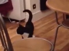 Bouncy cat