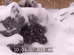 Panda falls in snow