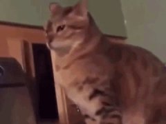 Stealth Cat Slap!