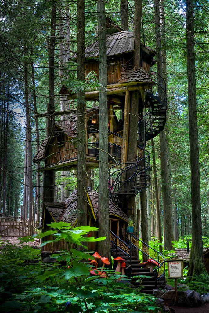 Tallest Tree House In BC