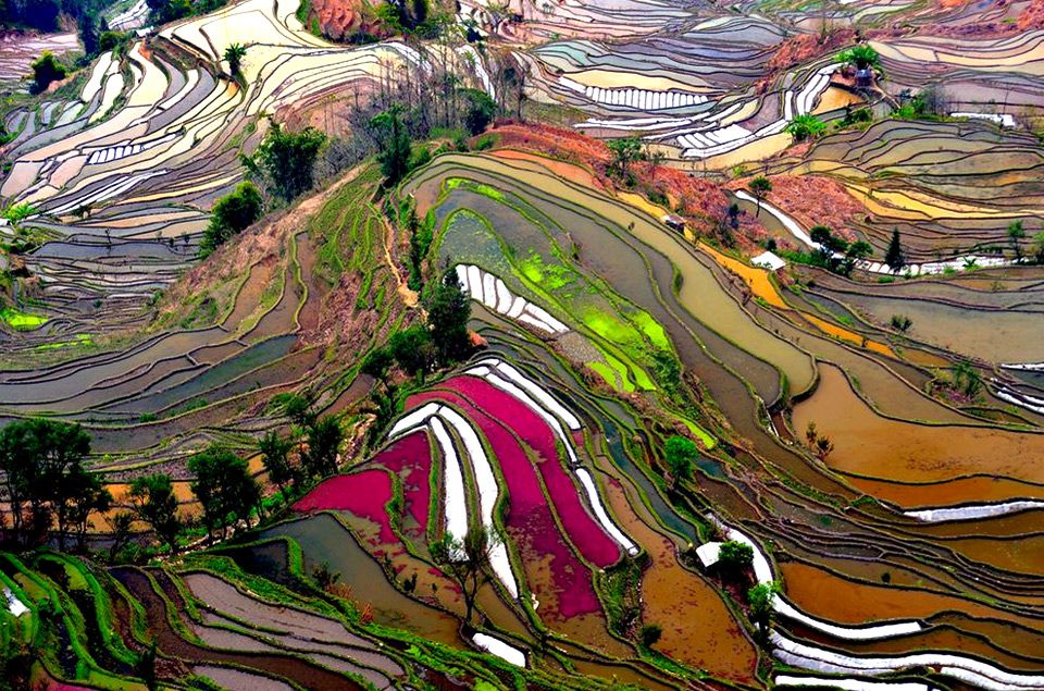 Colorful rice fields of China