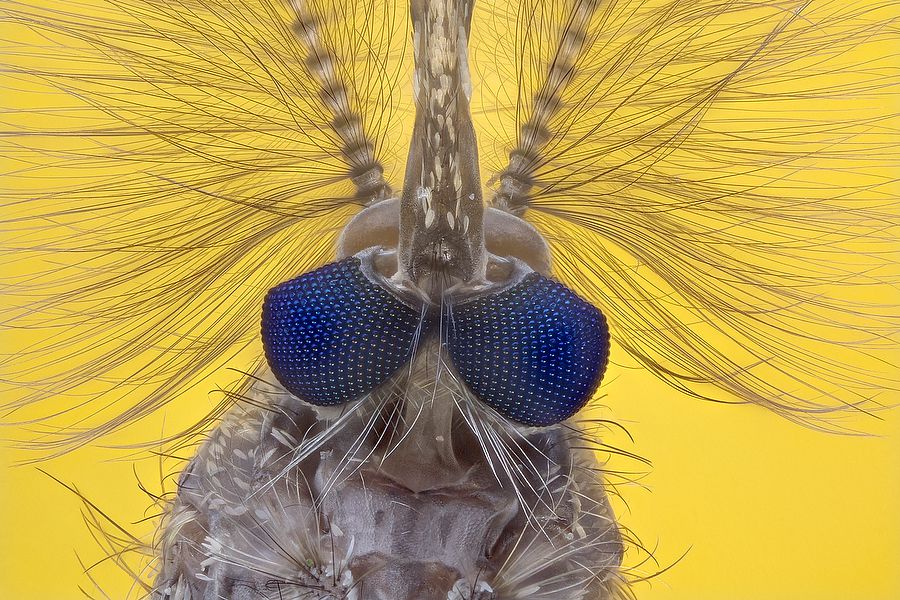 Male mosquito (10x)