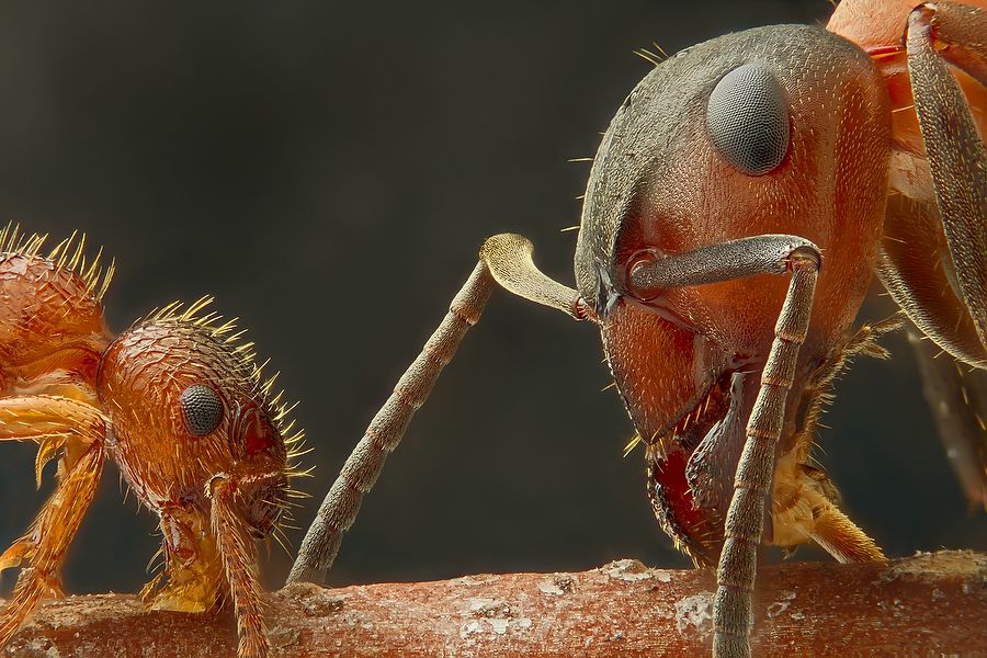 Two ants of different genus meeting on a twig