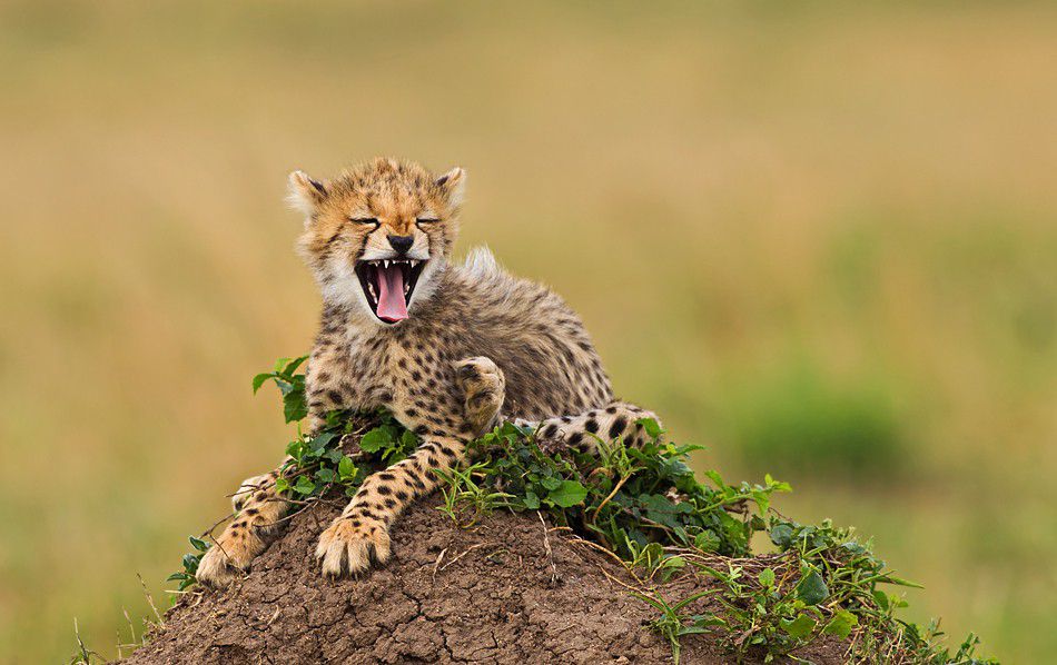 Laughing Cheetah