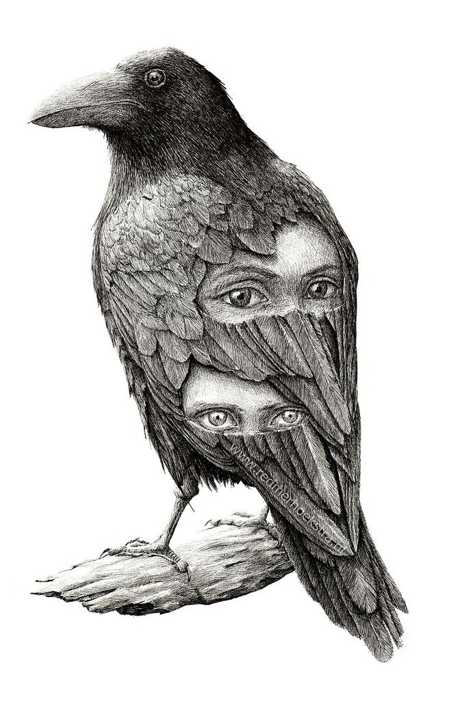 Black crow