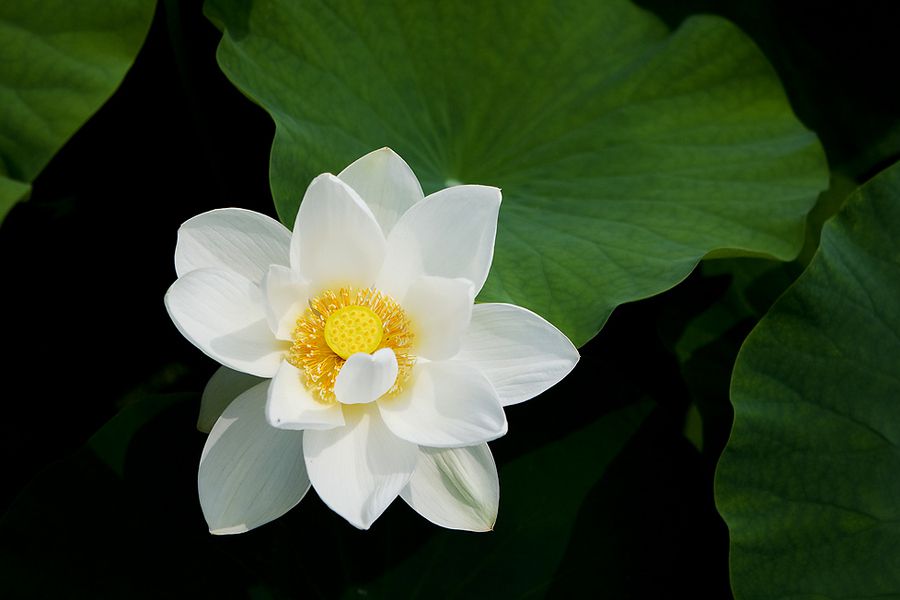 Yellow lotus