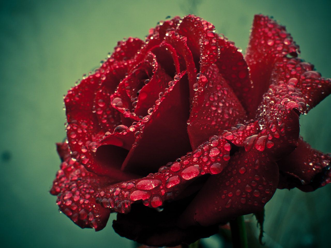 Deep Red Rose Redux
