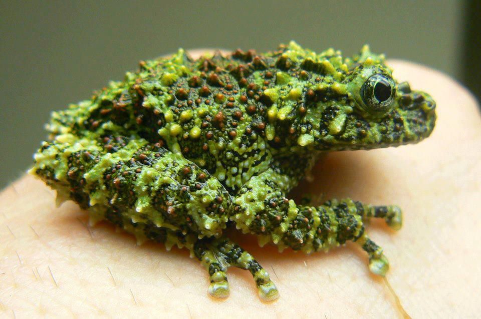 The Vietnamese Mossy Frog