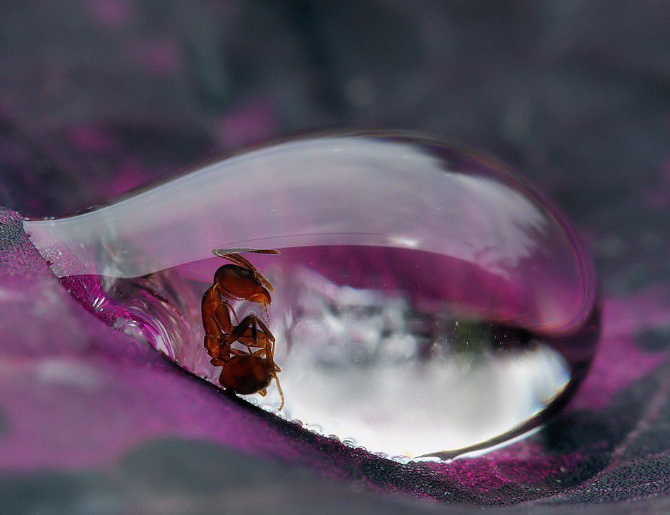Caught in a droplet