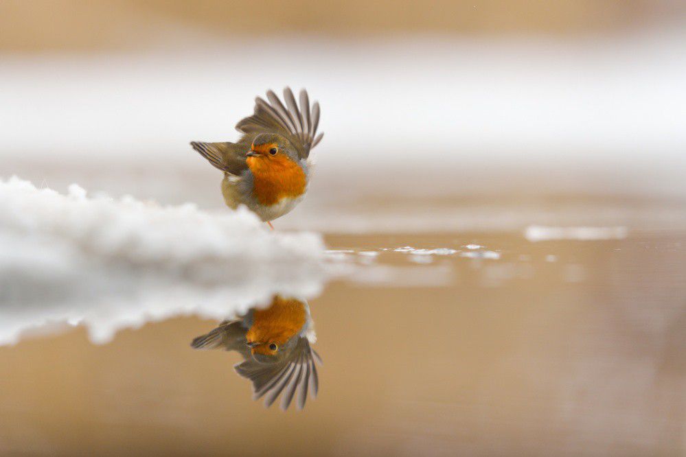 Dancing Robin in the snow
