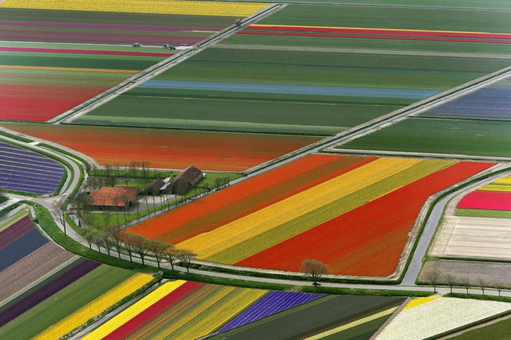 Netherlands’ Technicolor Tulip Fields