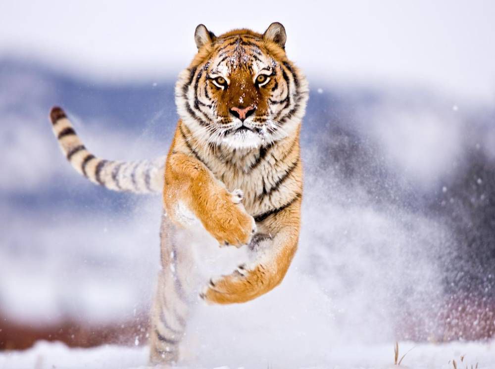 A Tiger In Winter