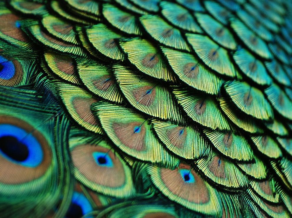 Peacock, Florida