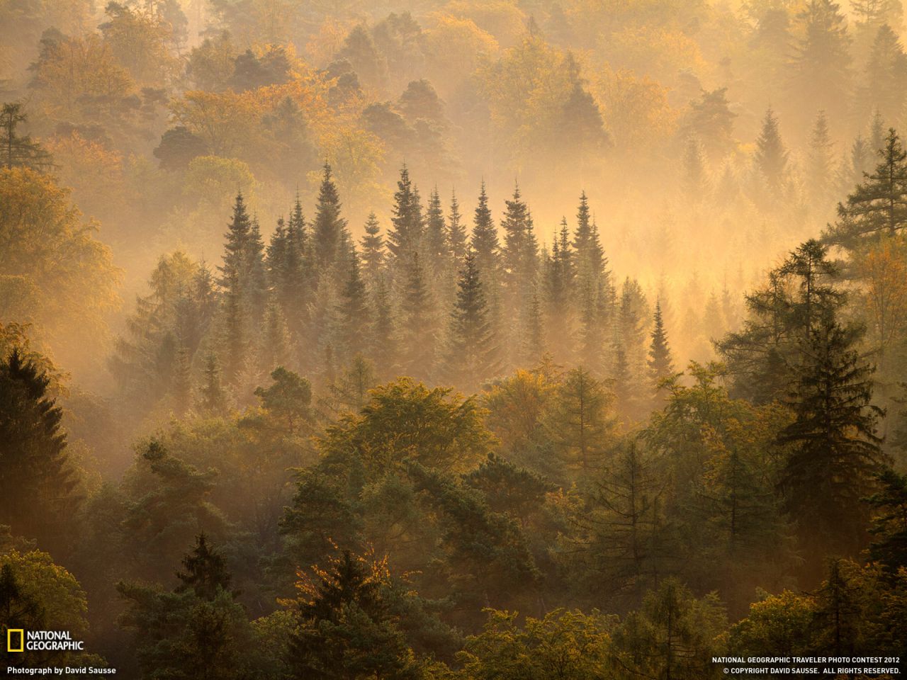 Morning Forest, Germany