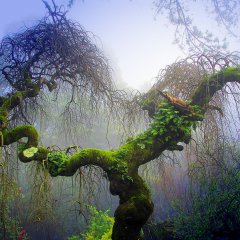 Heavens Garden Forest Sanctuary in Bussaco, Portugal