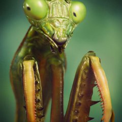 Praying Mantis Macro