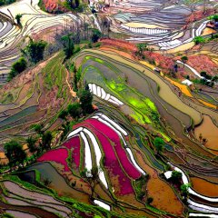 Colorful rice fields of China