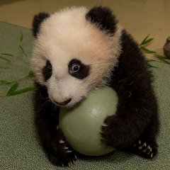 Cute panda cub