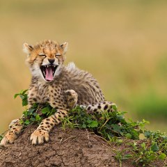 Laughing Cheetah