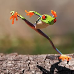 Kungfu frog