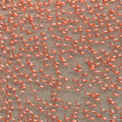 Flamingos, Mexico