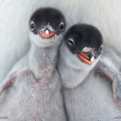 Gentoo Penguin Chicks, Antarctica
