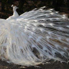 White Peacock 01