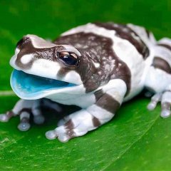 r/aww, meet the amazon milk frog.