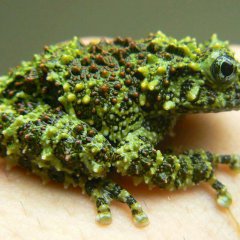 The Vietnamese Mossy Frog